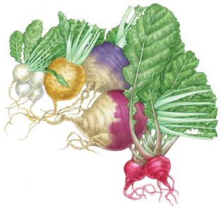All About Growing Turnips and Rutabagas Image